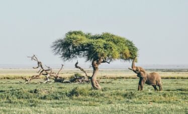brown elephant under tree at daytime