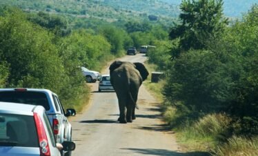 An elephant crosses a road amidst traffic in Pilanesberg National Park, South Africa.