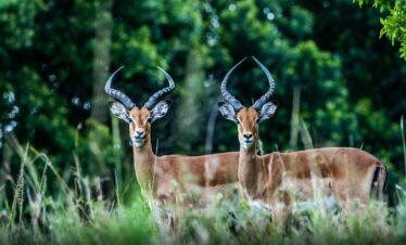 Two majestic impalas stand amidst lush greenery in Maasai Mara, Kenya.