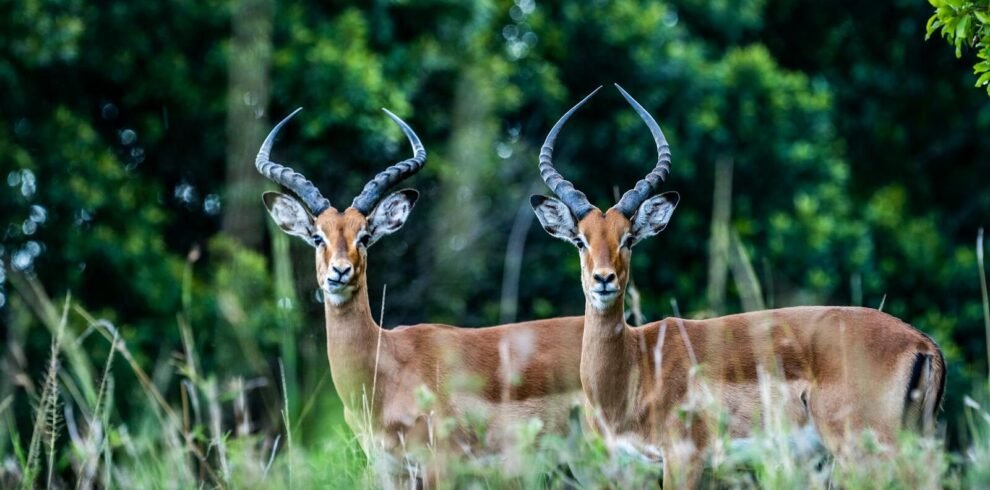 Two majestic impalas stand amidst lush greenery in Maasai Mara, Kenya.