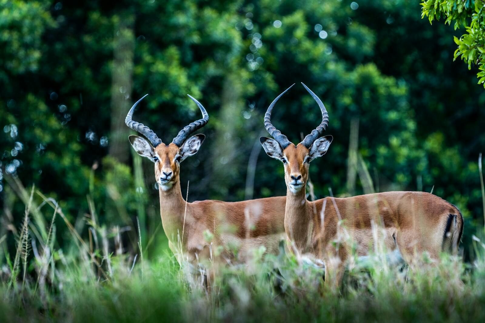 Two majestic impalas stand amidst lush greenery in Maasai Mara, Kenya.