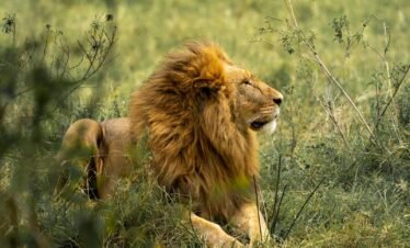 A majestic lion resting amidst the grassland, showcasing the serene beauty of African wildlife.