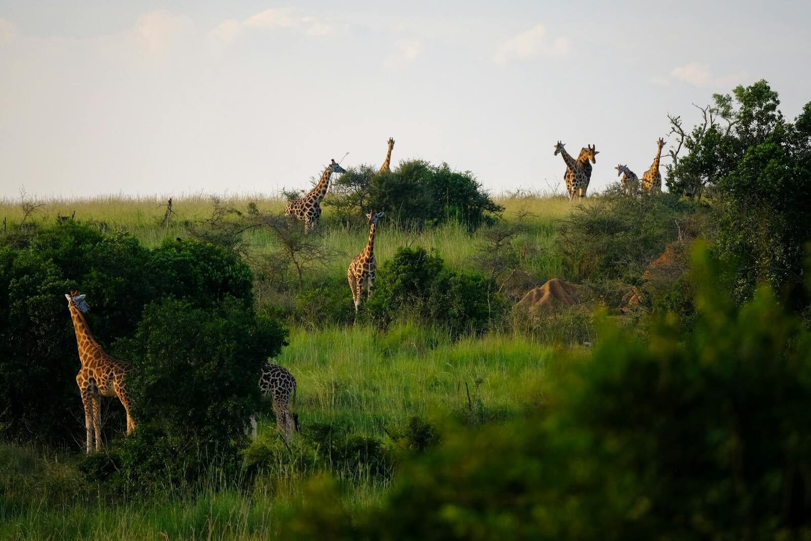 A group of giraffes grazing in the lush grassland of Uganda's savanna, showcasing natural wildlife beauty.