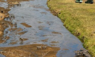 Aerial shot of zebras gathering by a river in the African savanna with safari vehicles nearby.