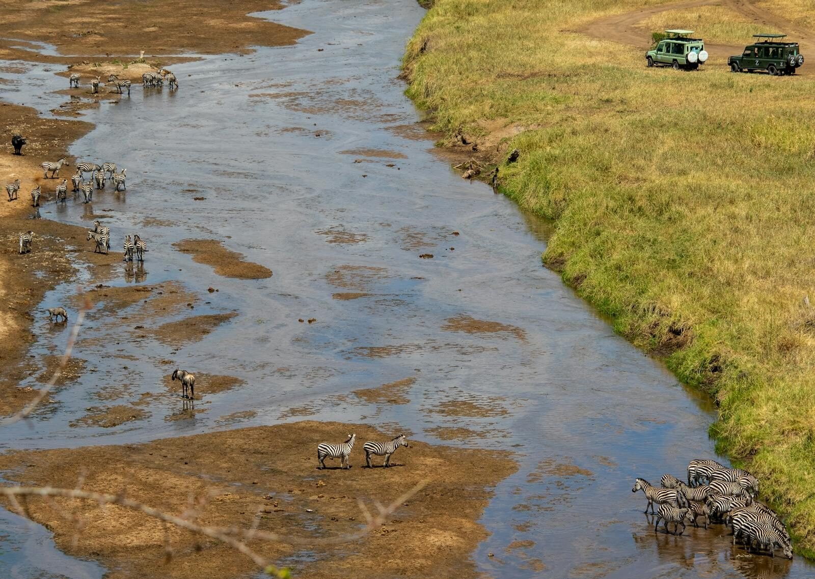 Aerial shot of zebras gathering by a river in the African savanna with safari vehicles nearby.