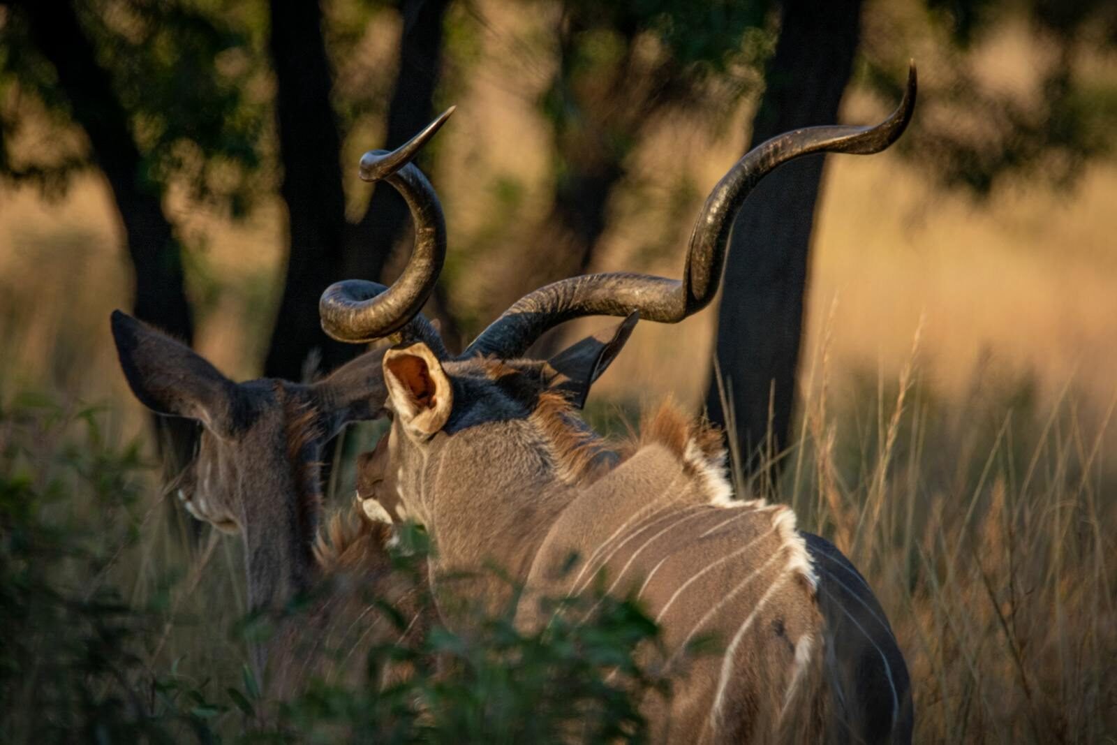 Close-up of a kudu antelope with twisting horns in the wilds of Bela-Bela, South Africa.