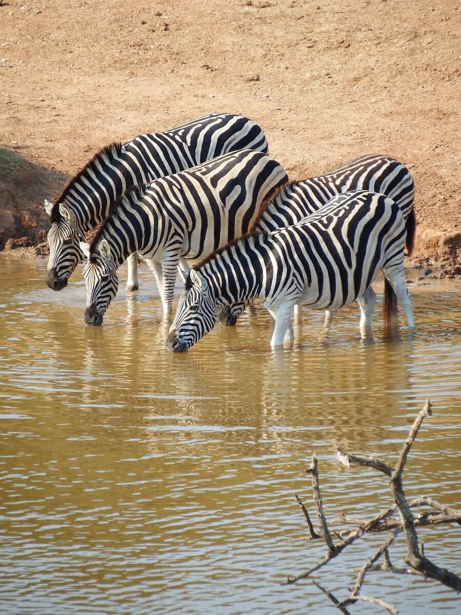 Three zebras quenching their thirst at a waterhole in the African savannah.
