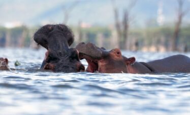 brown animal on body of water during daytime