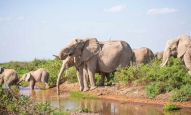 a herd of elephants standing next to a body of water