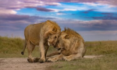 Two male lions displaying social behavior in Kenya's Maasai Mara at twilight.