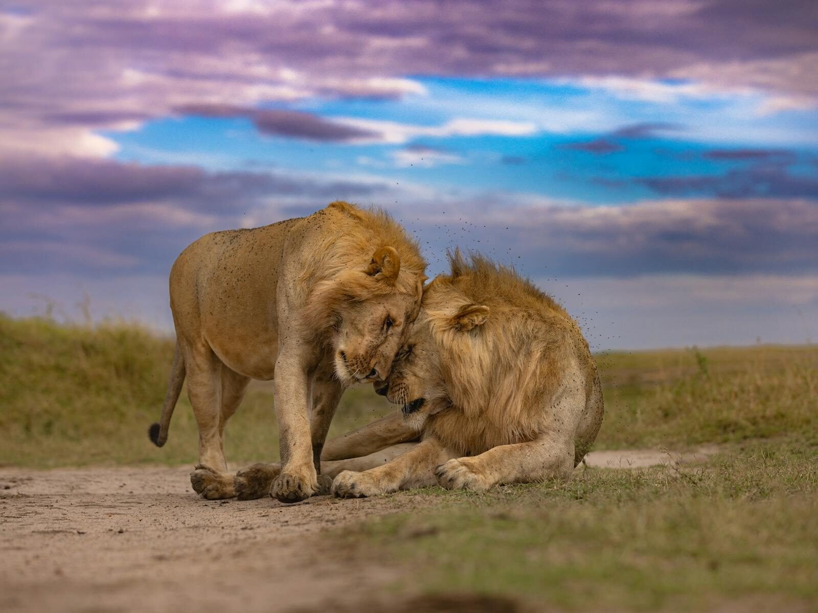 Two male lions displaying social behavior in Kenya's Maasai Mara at twilight.