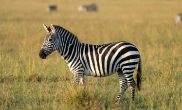 A zebra grazing peacefully in the Maasai Mara National Reserve, Kenya.