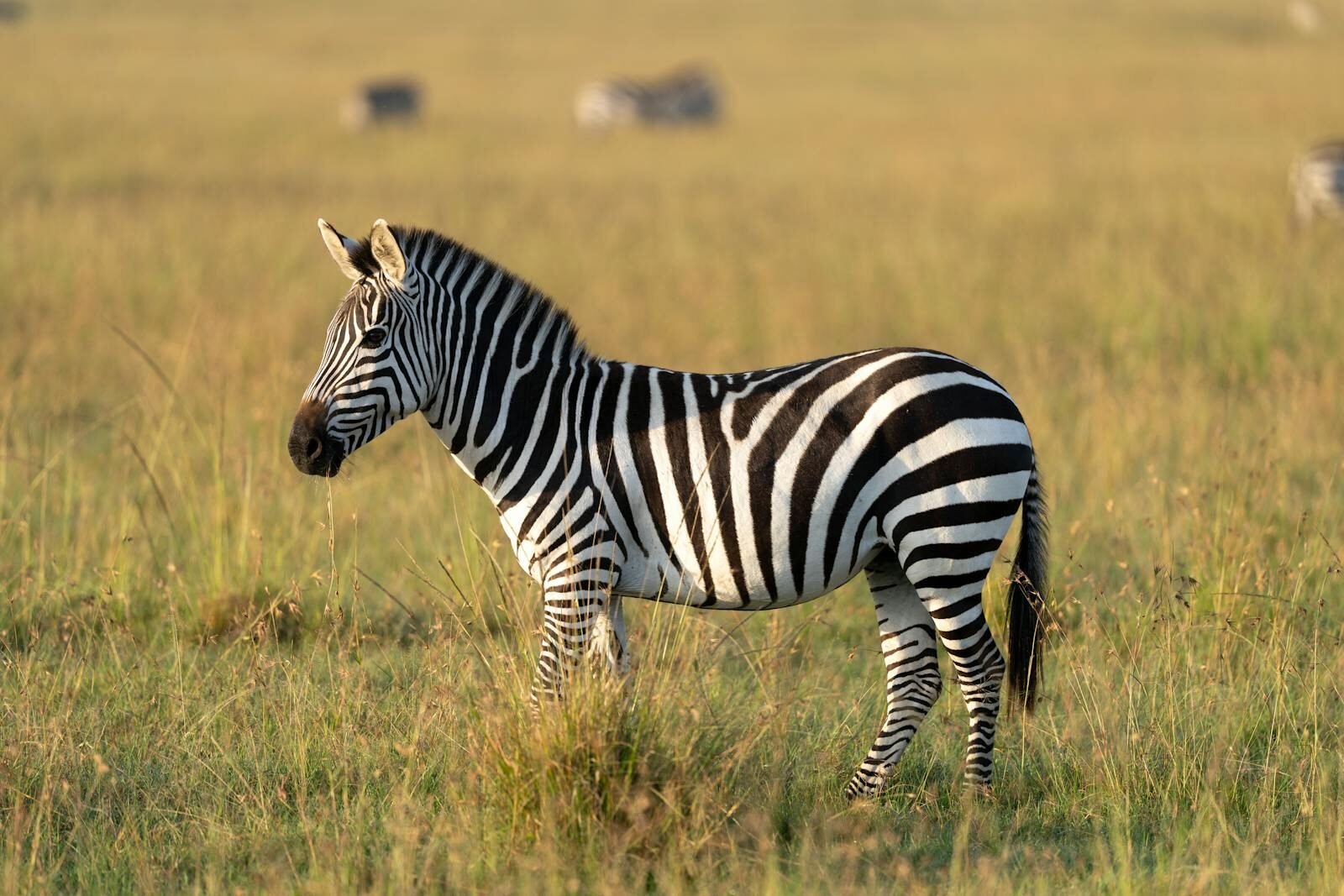 A zebra grazing peacefully in the Maasai Mara National Reserve, Kenya.