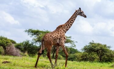 Giraffe walking in a lush safari environment in Kajiado County, Kenya.