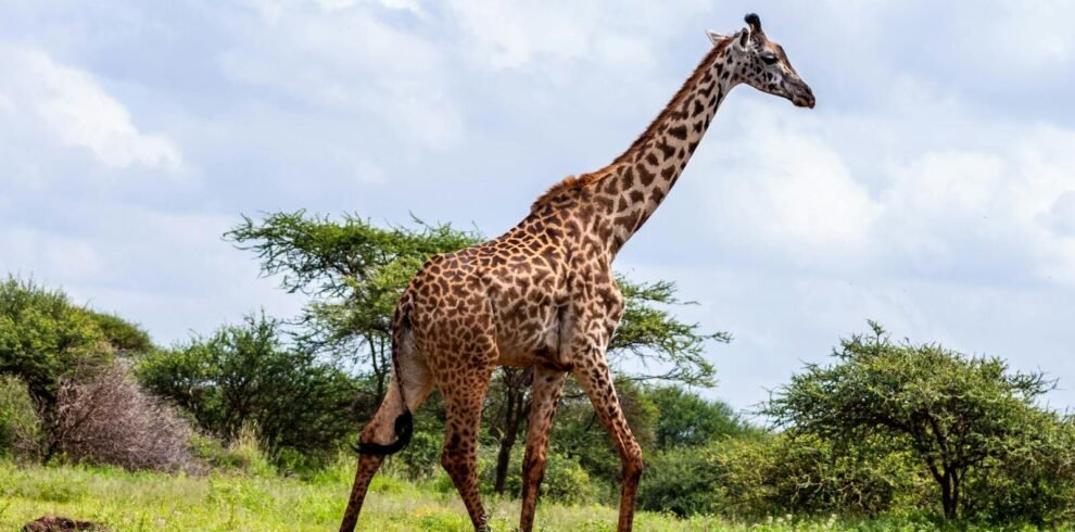 Giraffe walking in a lush safari environment in Kajiado County, Kenya.