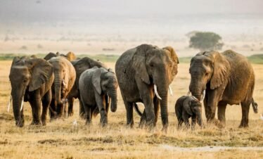 A stunning view of African elephants in the savannah of Kajiado County, Kenya during daytime.