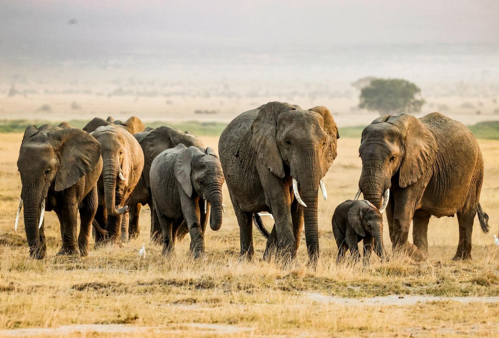 A stunning view of African elephants in the savannah of Kajiado County, Kenya during daytime.