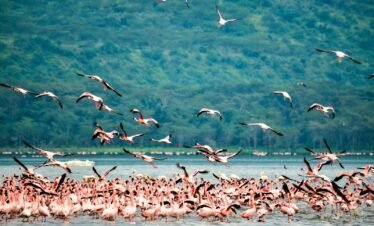 flock of birds flying over the sea during daytime, lake Nakuru national park