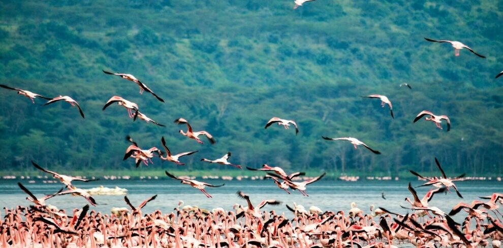 flock of birds flying over the sea during daytime, lake Nakuru national park