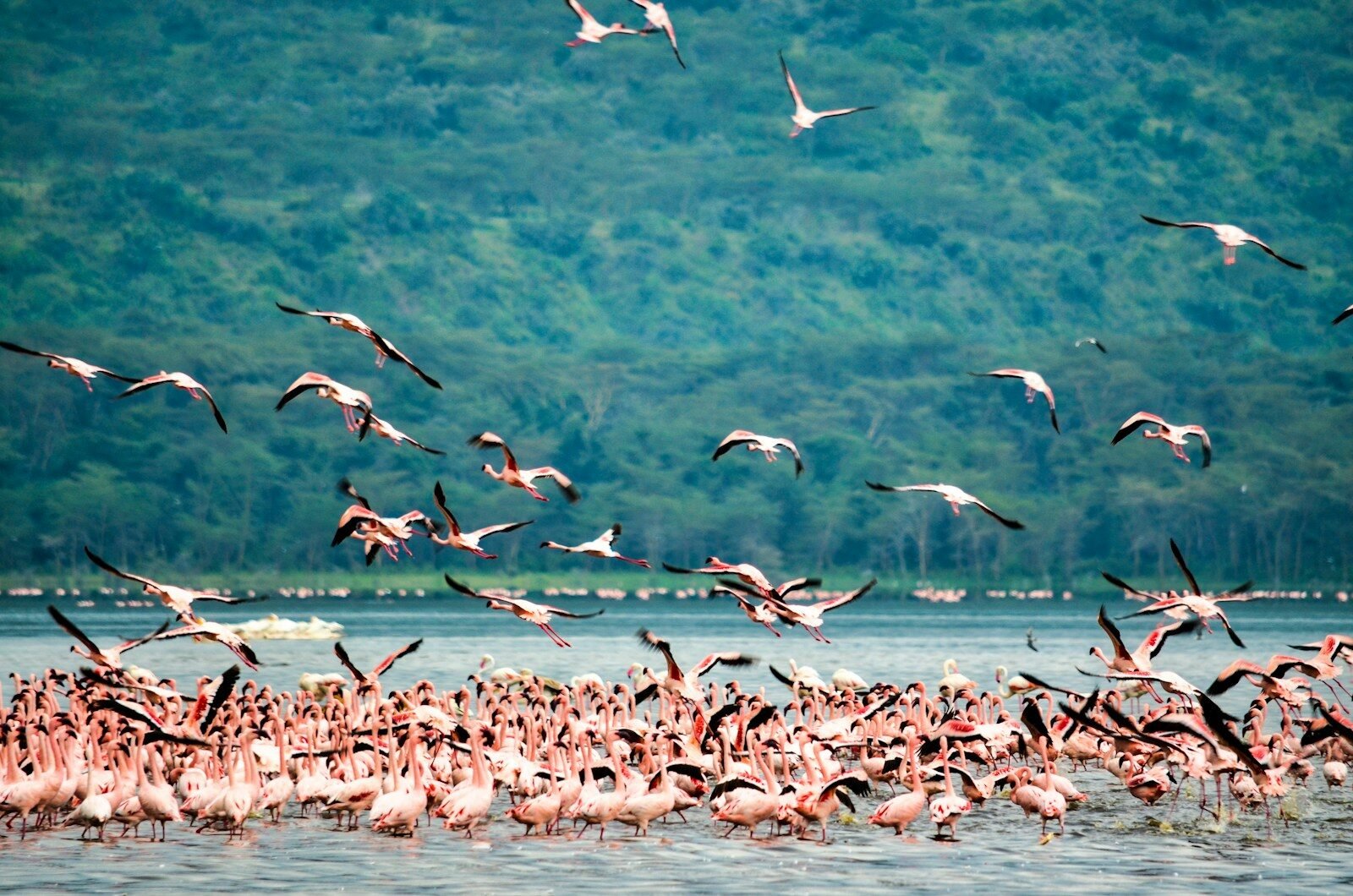 flock of birds flying over the sea during daytime, lake Nakuru national park