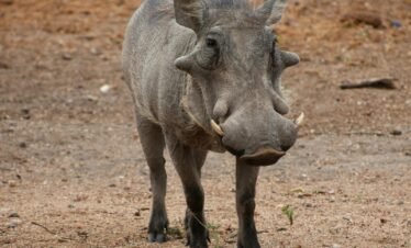 A close-up photograph of a warthog in South Africa's natural habitat.