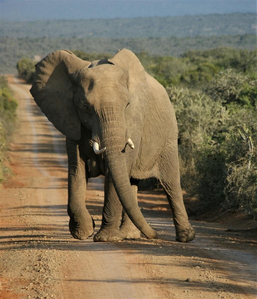 A lone African elephant walks down a dirt road in a serene safari landscape.