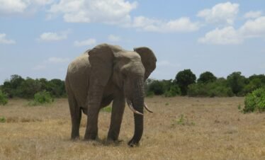an elephant standing in a dry grass field