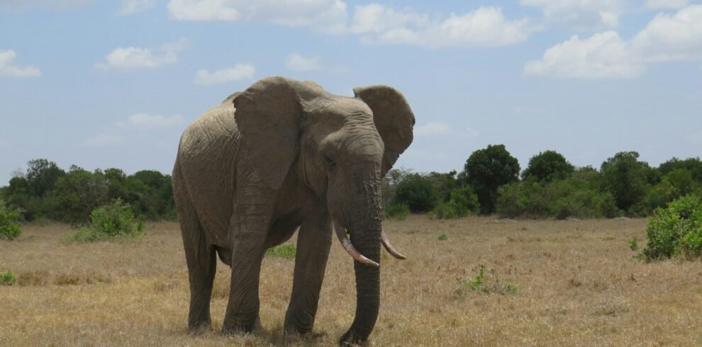 an elephant standing in a dry grass field