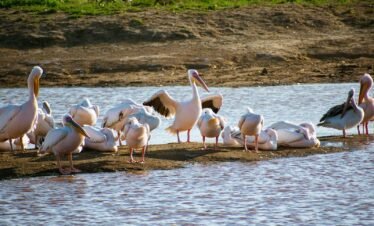 a flock of birds standing on top of a body of water