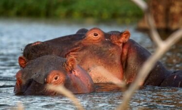 two hippos are swimming in a body of water