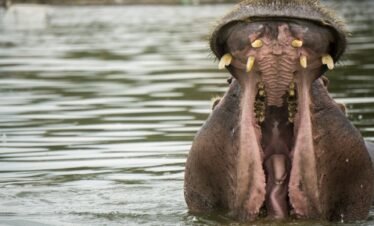 shallow focus photography of black hippopotamus, lake naivasha