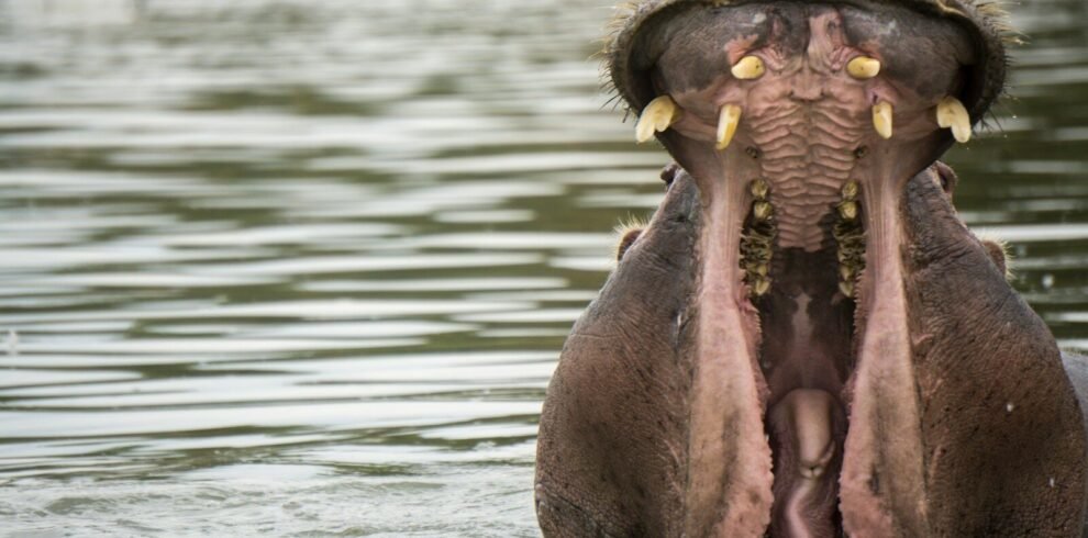 shallow focus photography of black hippopotamus, lake naivasha