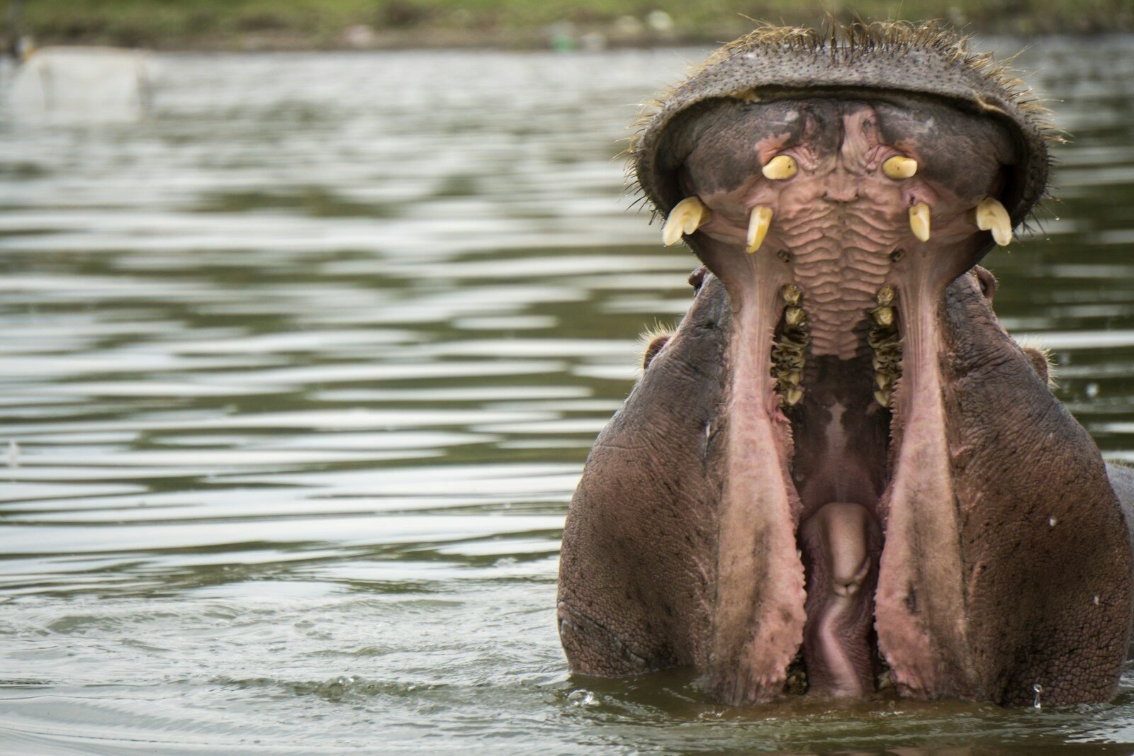 shallow focus photography of black hippopotamus, lake naivasha