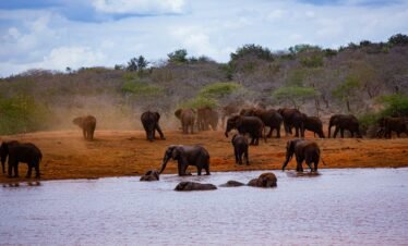 A herd of elephants standing next to a body of water