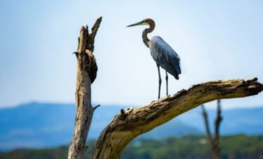 a bird is standing on a tree branch