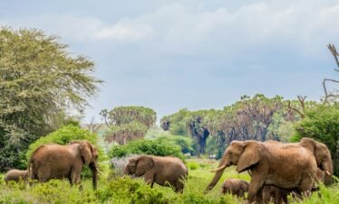 herd of elephants near trees