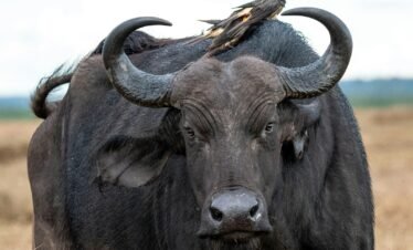 black water buffalo