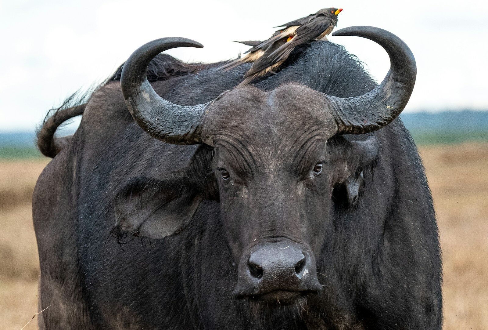 black water buffalo