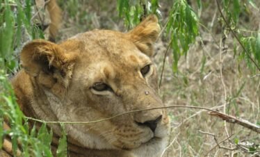 a close up of a lion in a field of grass
