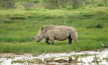 a rhino grazing in a grassy field next to a body of water