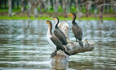 a group of birds sitting on top of a log in the water
