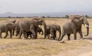 a herd of elephants walking across a dry grass field