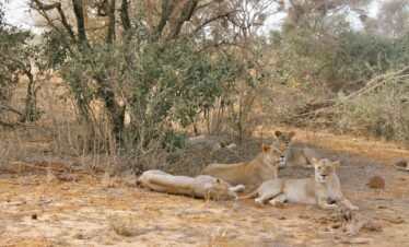 a group of lions laying down in the dirt