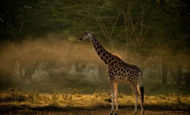 a reticulated giraffe standing in a field with trees in the background, samburu national reserve