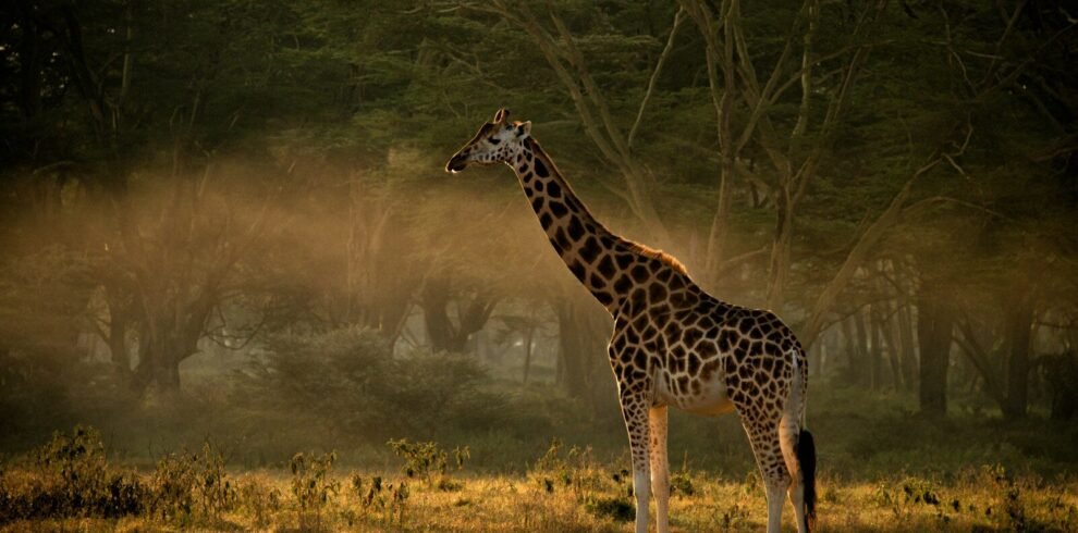 a reticulated giraffe standing in a field with trees in the background, samburu national reserve