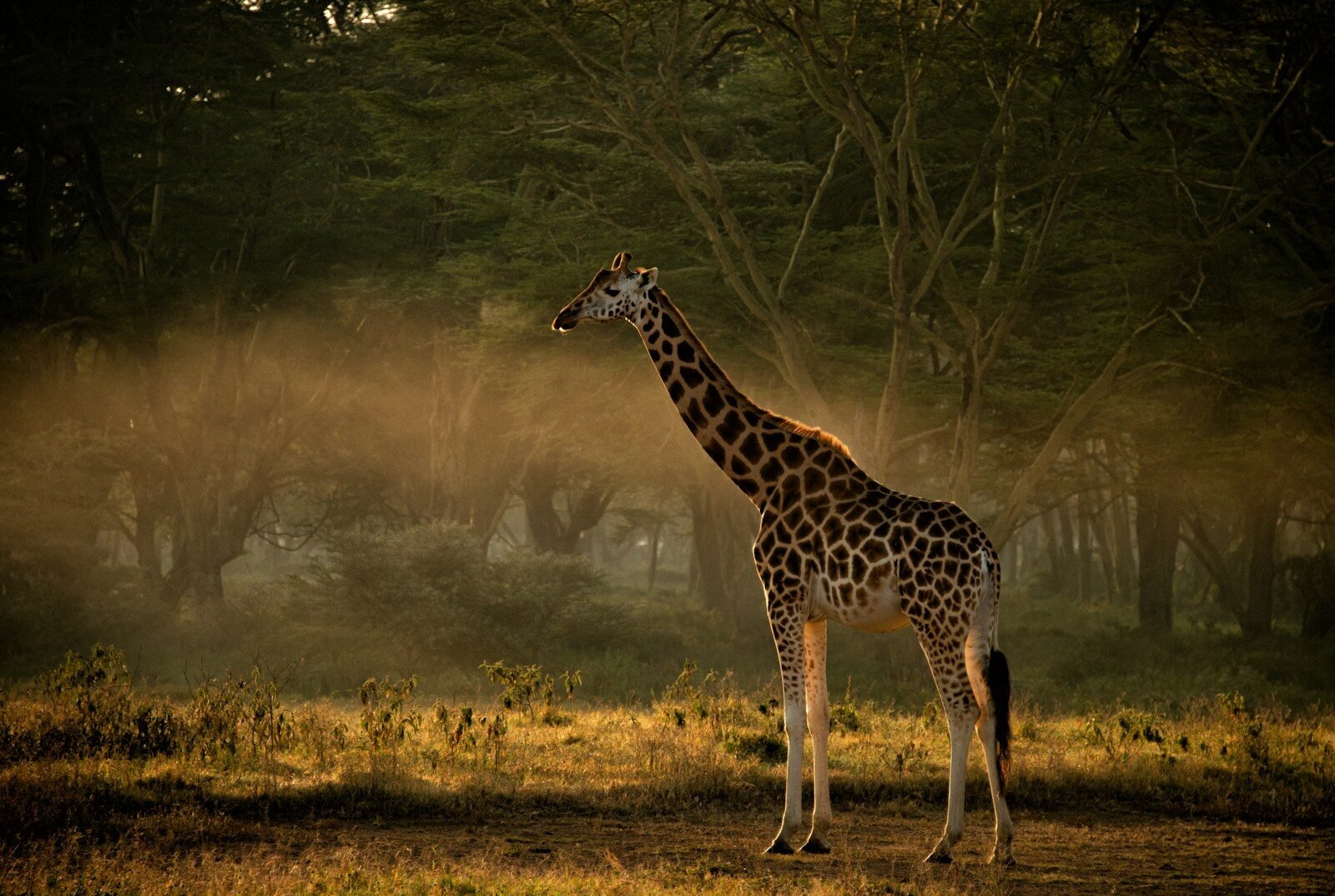a reticulated giraffe standing in a field with trees in the background, samburu national reserve
