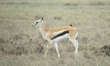 a gazelle standing in a field of tall grass
