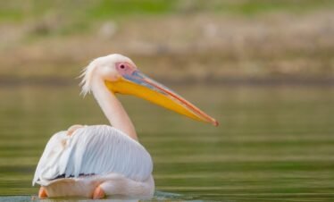 white pelican