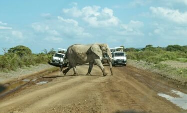 an elephant crossing a dirt road in front of tour vehicles, Amboseli National Park