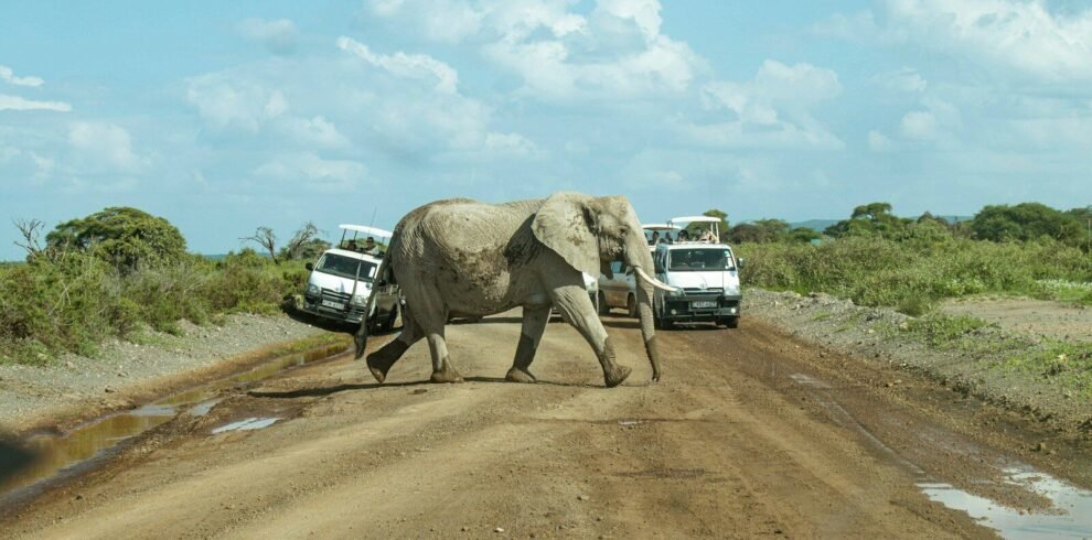an elephant crossing a dirt road in front of tour vehicles, Amboseli National Park